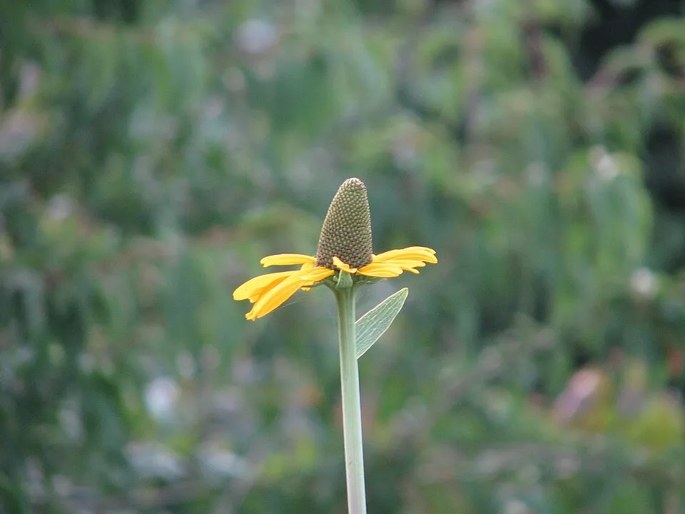 Óriás kúpvirág / Rudbeckia maxima