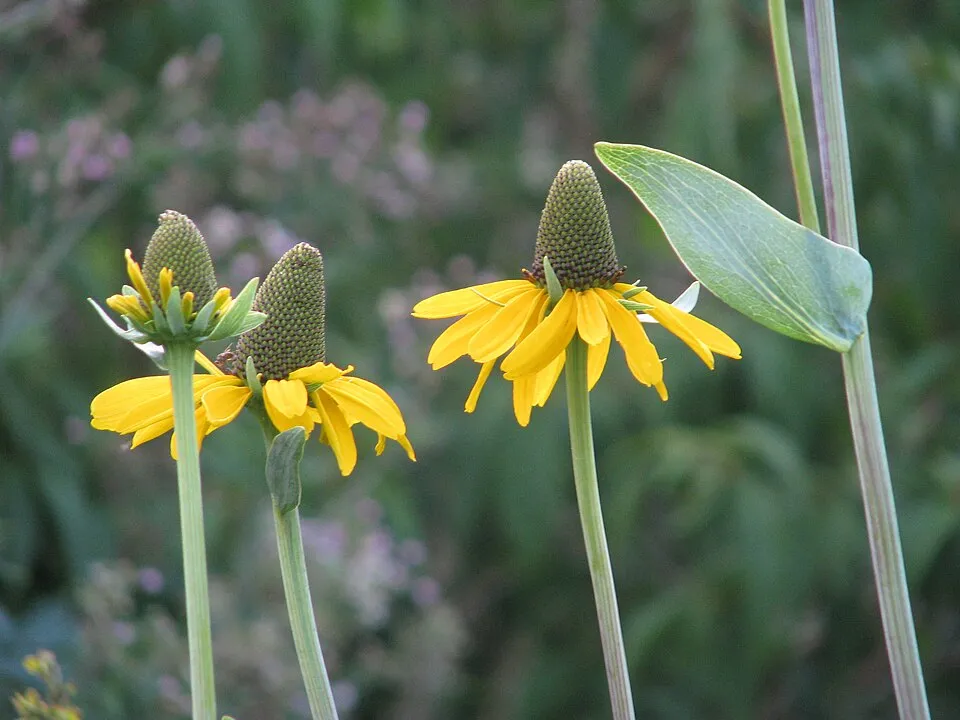 Óriás kúpvirág / Rudbeckia maxima