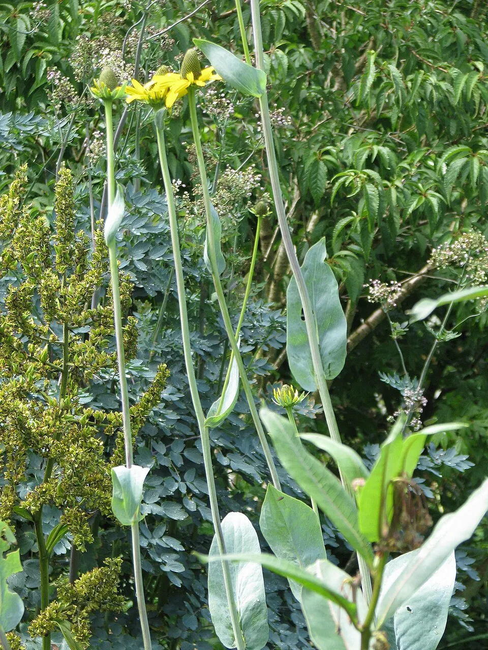 Óriás kúpvirág / Rudbeckia maxima