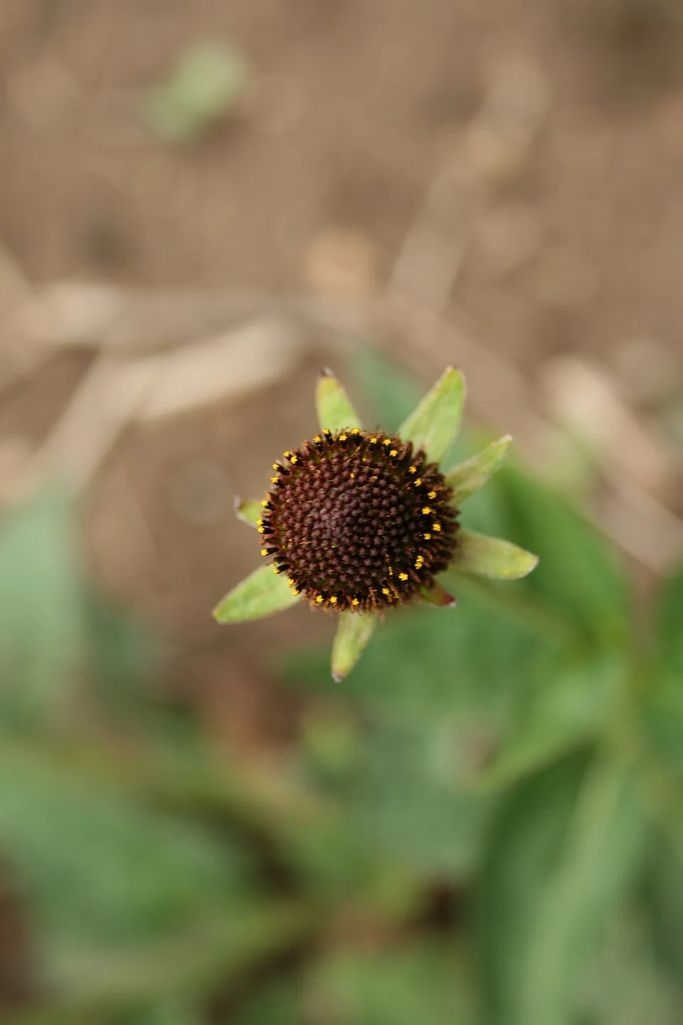 Nyugati kúpvirág / Rudbeckia occidentalis 'Green Wizard'