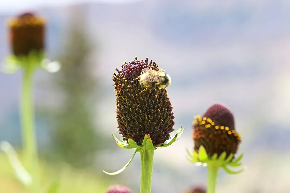 Nyugati kúpvirág / Rudbeckia occidentalis 'Green Wizard'