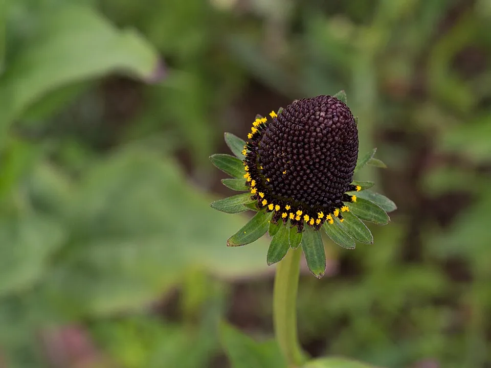 Nyugati kúpvirág / Rudbeckia occidentalis 'Green Wizard'
