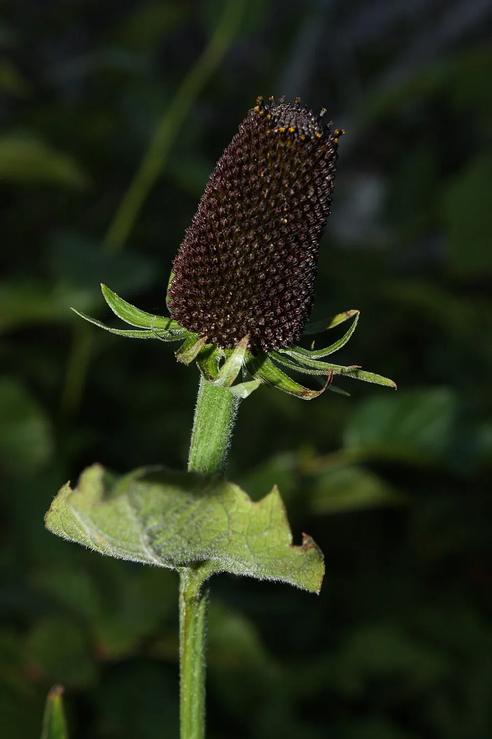 Nyugati kúpvirág / Rudbeckia occidentalis 'Green Wizard'