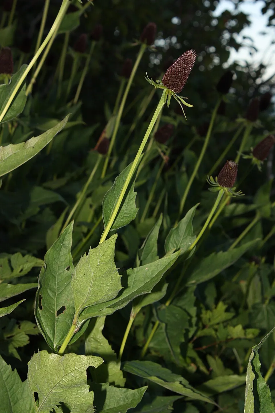 Nyugati kúpvirág / Rudbeckia occidentalis 'Green Wizard'