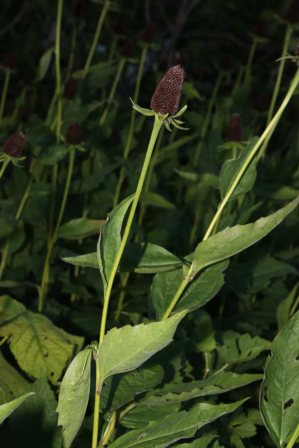 Nyugati kúpvirág / Rudbeckia occidentalis 'Green Wizard'