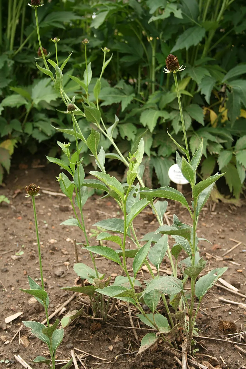 Nyugati kúpvirág / Rudbeckia occidentalis 'Green Wizard'