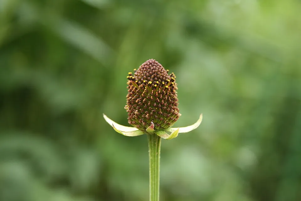 Nyugati kúpvirág / Rudbeckia occidentalis 'Green Wizard'
