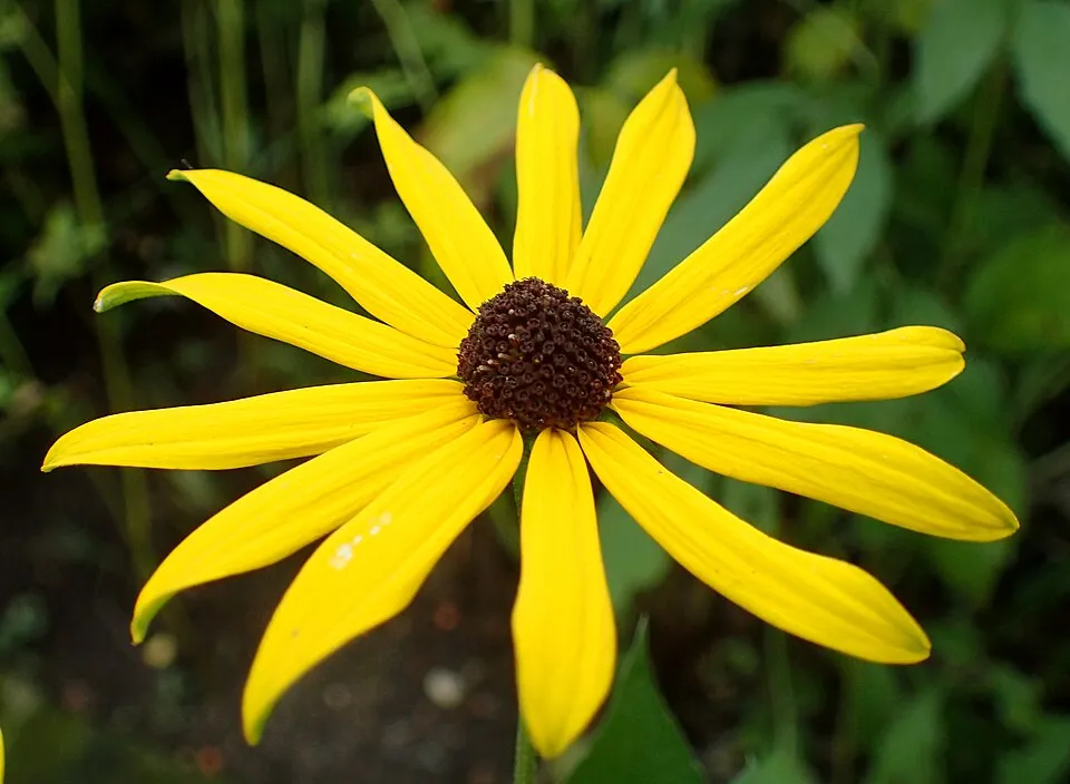 Édeslevelű kúpvirág / Rudbeckia subtomentosa 'Loofasha Wheaten Gold'
