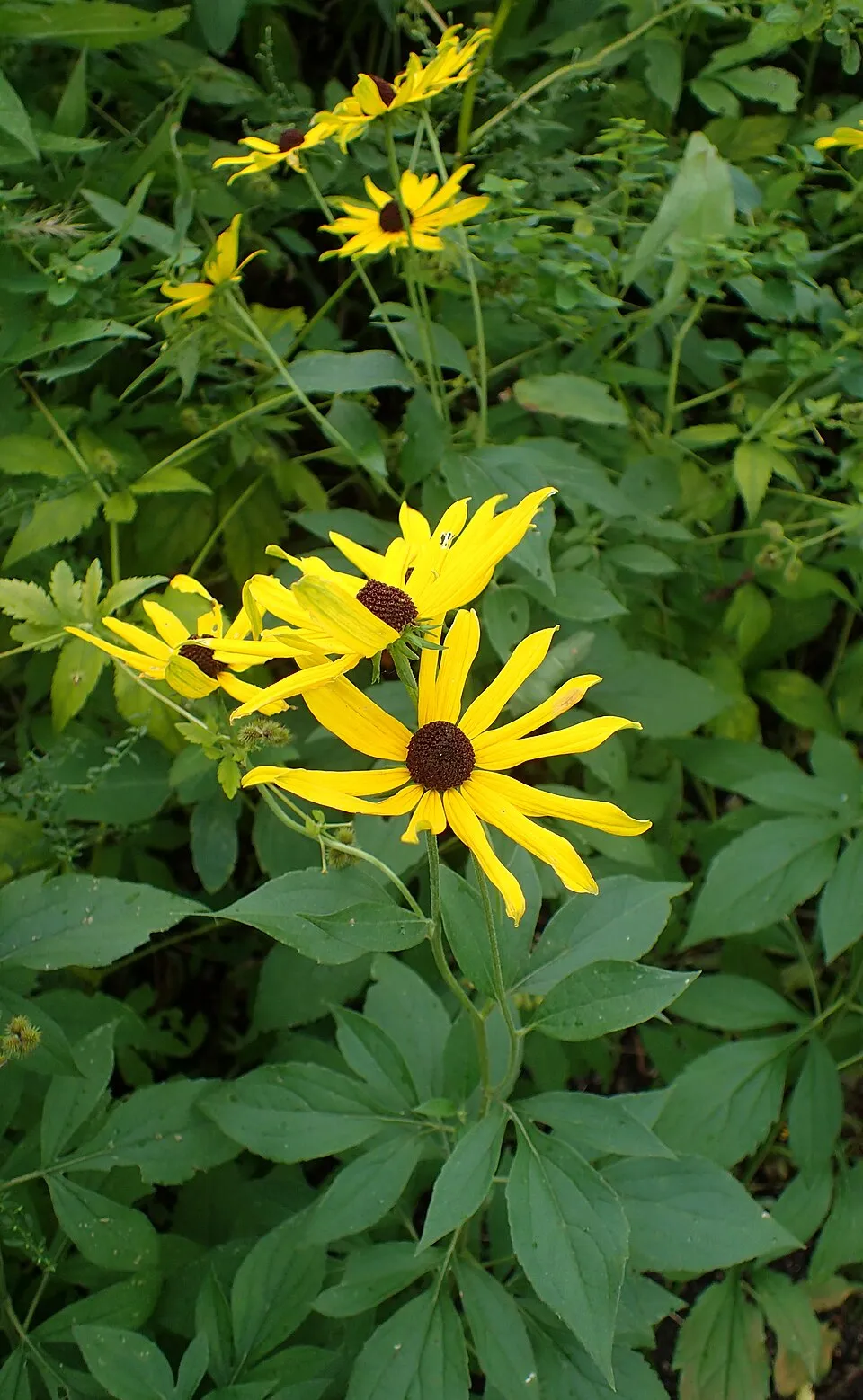 Édeslevelű kúpvirág / Rudbeckia subtomentosa 'Loofasha Wheaten Gold'
