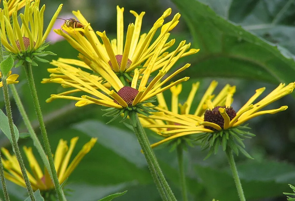 Édeslevelű kúpvirág / Rudbeckia subtomentosa 'Loofasha Wheaten Gold'