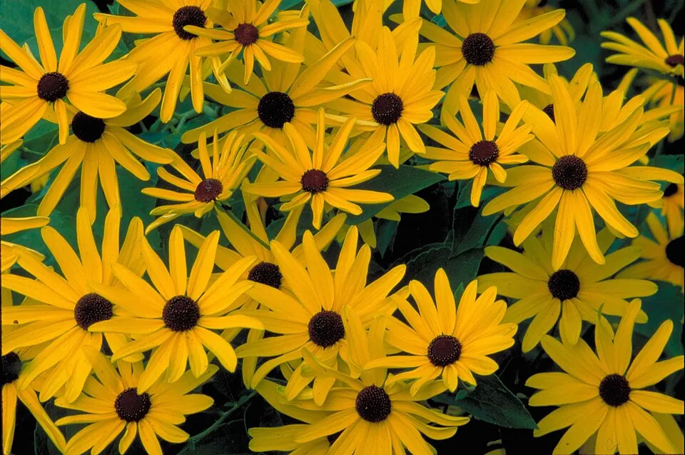 Édeslevelű kúpvirág / Rudbeckia subtomentosa 'Loofasha Wheaten Gold'