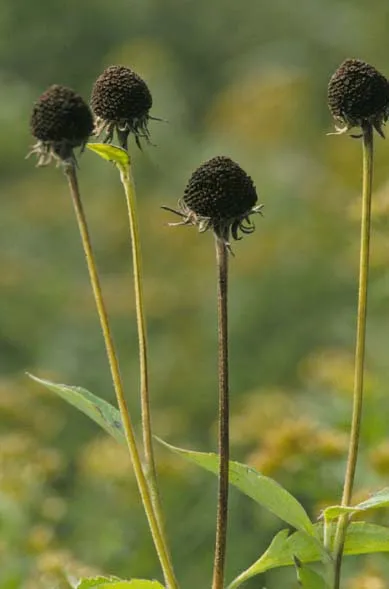 Édeslevelű kúpvirág / Rudbeckia subtomentosa 'Loofasha Wheaten Gold'