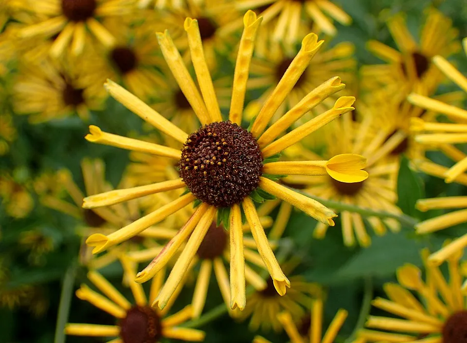 Édeslevelű kúpvirág / Rudbeckia subtomentosa 'Loofasha Wheaten Gold'