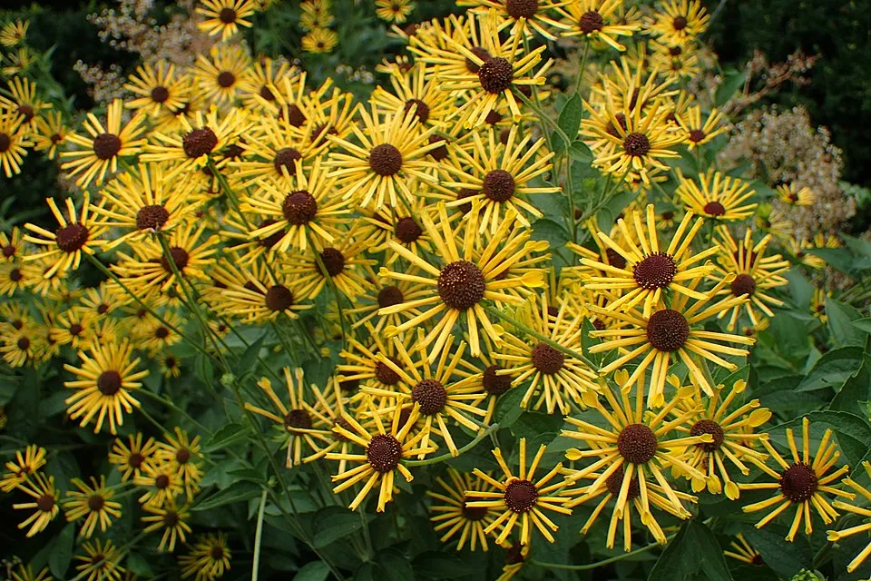 Édeslevelű kúpvirág / Rudbeckia subtomentosa 'Loofasha Wheaten Gold'