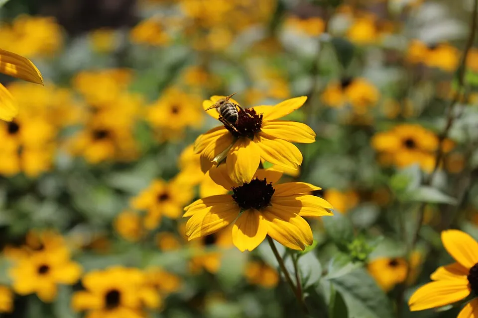 Kisfészkű kúpvirág / Rudbeckia triloba 'Blackjack Gold'