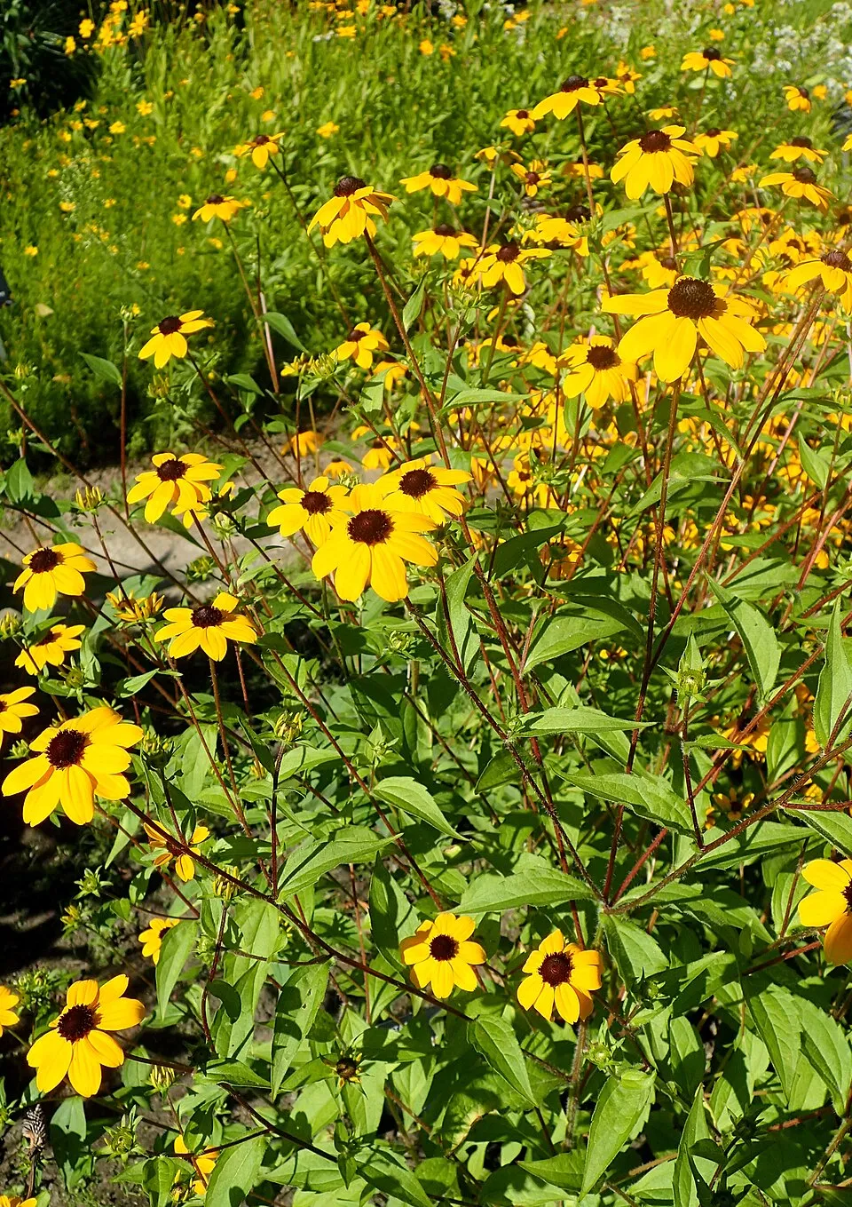 Kisfészkű kúpvirág / Rudbeckia triloba 'Blackjack Gold'
