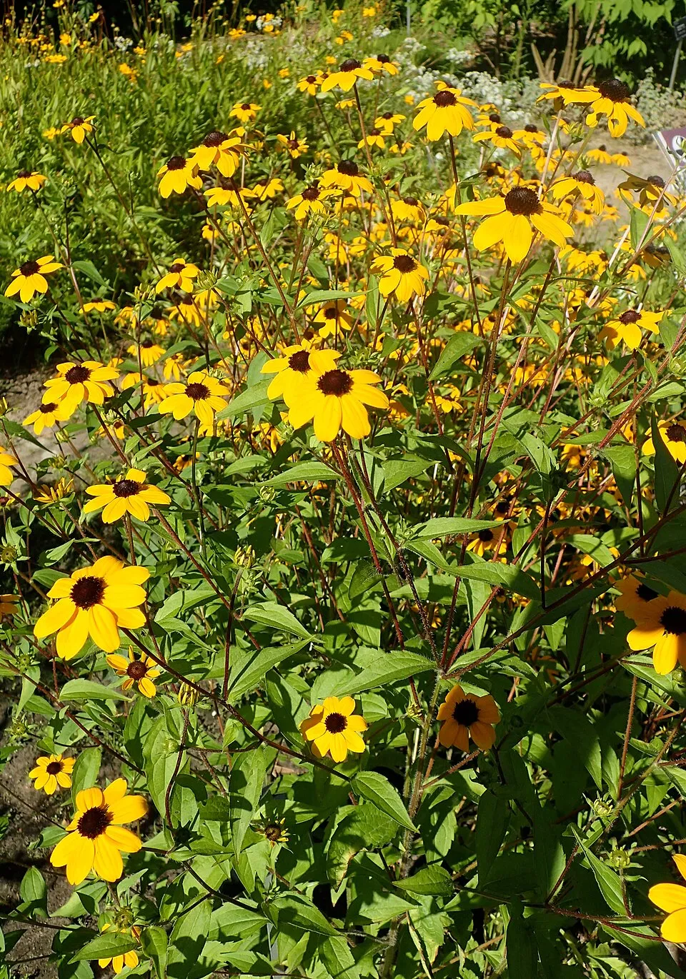 Kisfészkű kúpvirág / Rudbeckia triloba 'Blackjack Gold'