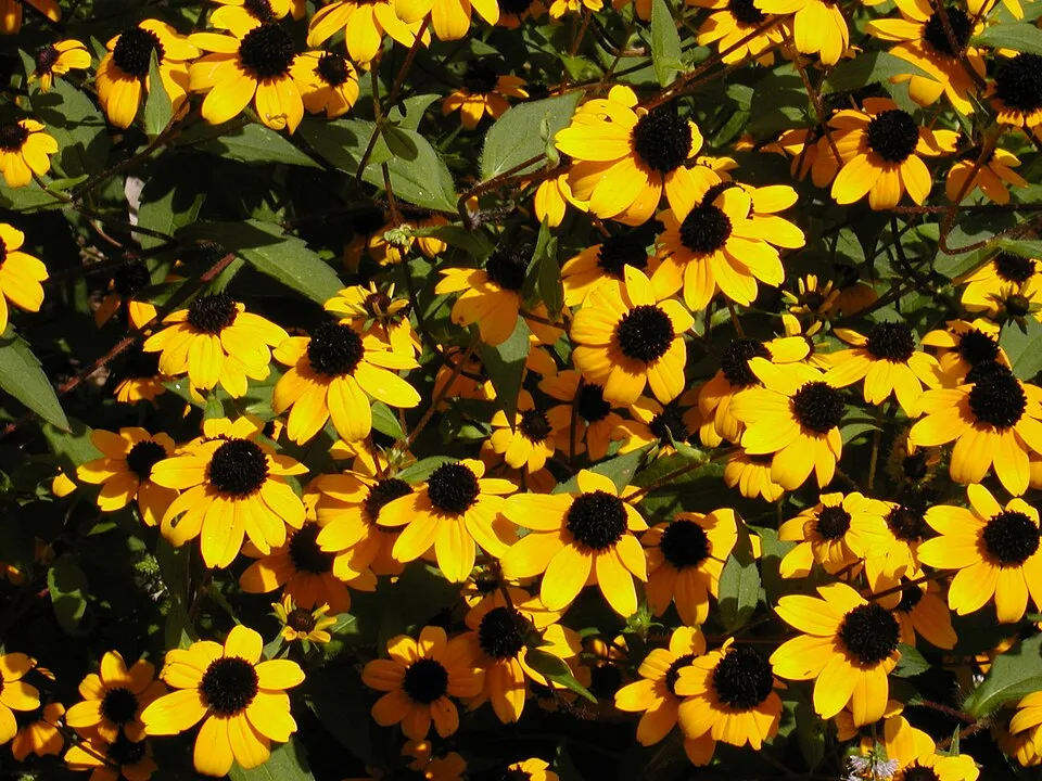 Kisfészkű kúpvirág / Rudbeckia triloba 'Blackjack Gold'