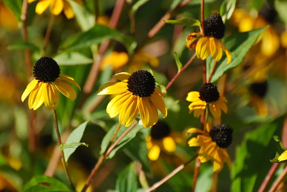 Kisfészkű kúpvirág / Rudbeckia triloba 'Blackjack Gold'