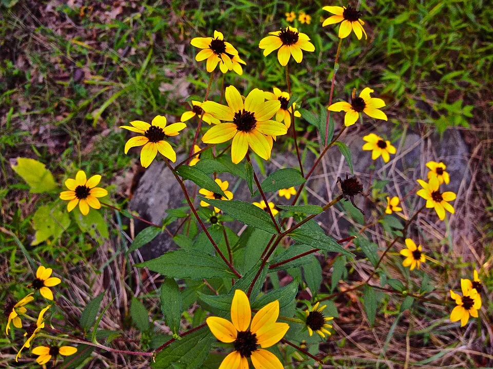 Kisfészkű kúpvirág / Rudbeckia triloba 'Blackjack Gold'