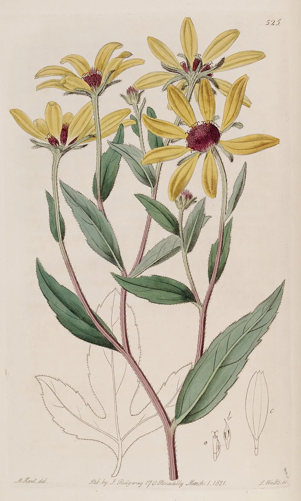 Kisfészkű kúpvirág / Rudbeckia triloba 'Blackjack Gold'