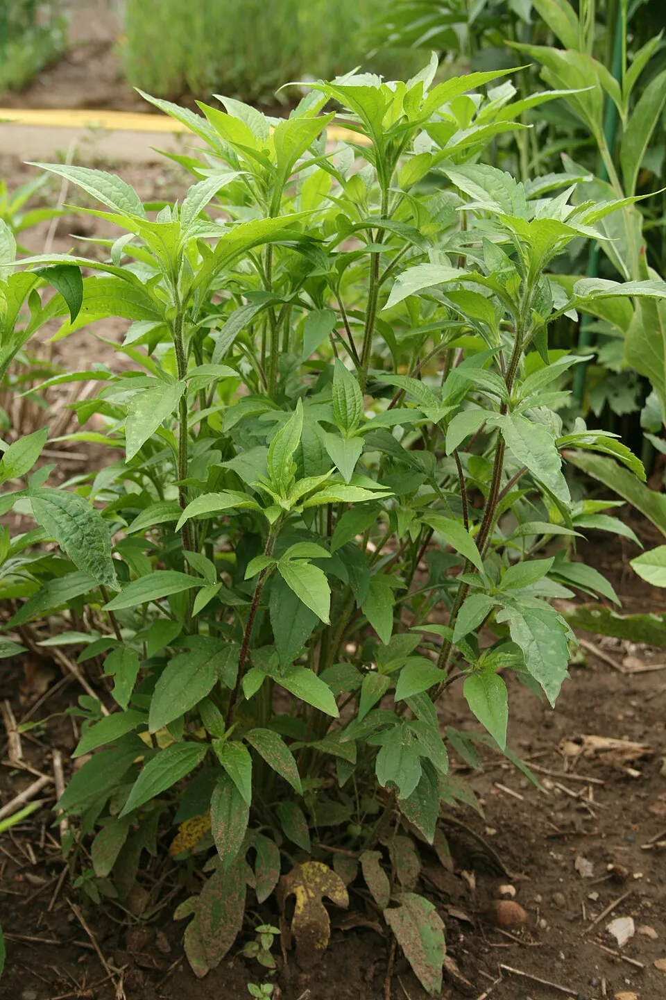 Kisfészkű kúpvirág / Rudbeckia triloba 'Blackjack Gold'