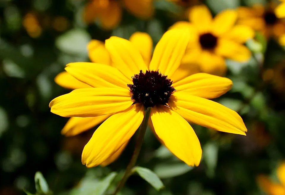 Kisfészkű kúpvirág / Rudbeckia triloba 'Blackjack Gold'