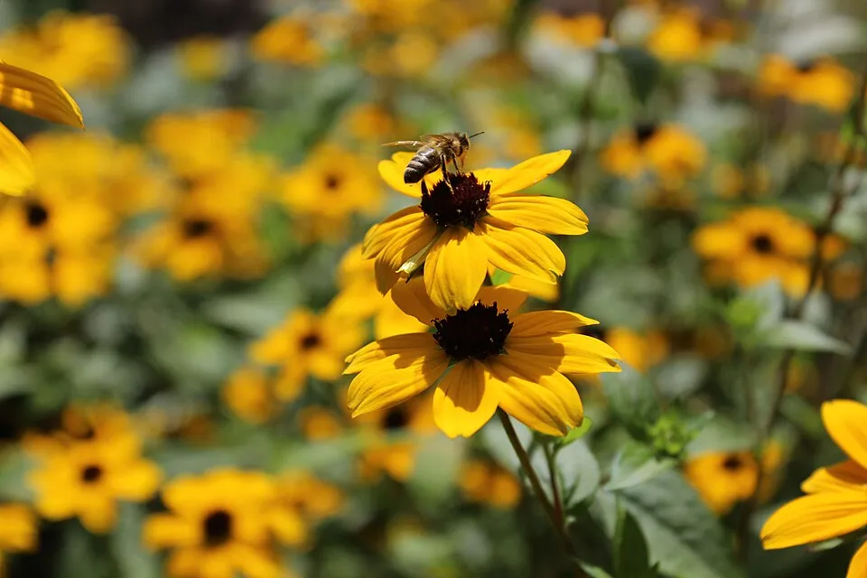 Kisfészkű kúpvirág / Rudbeckia triloba 'Blackjack Gold'