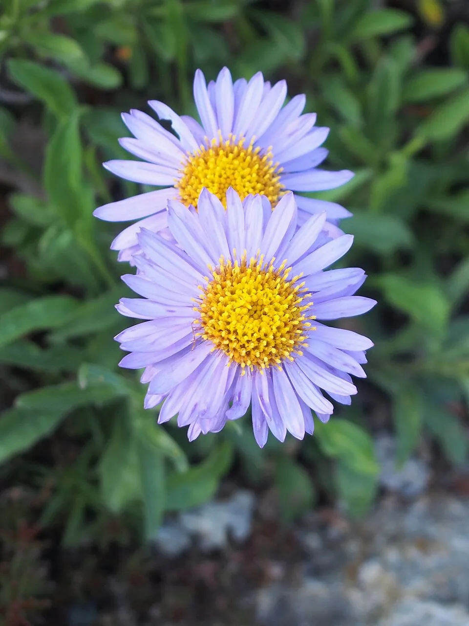 Havasi őszirózsa / Aster alpinus 'Pinkie'