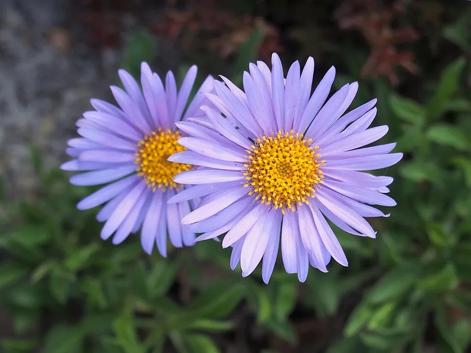 Havasi őszirózsa / Aster alpinus 'Pinkie'