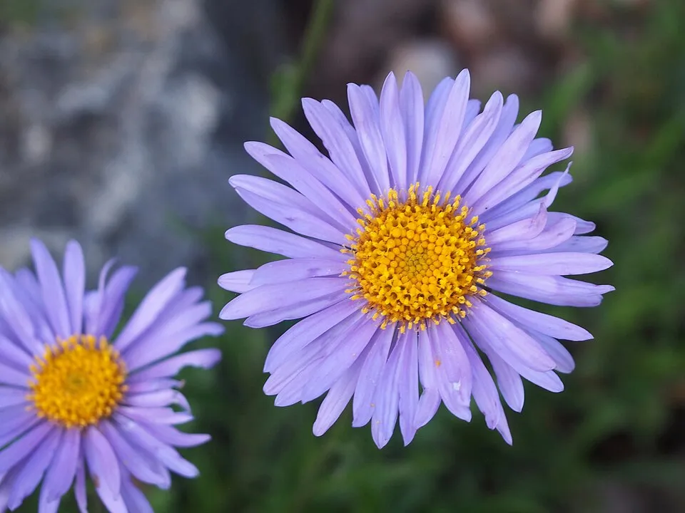 Havasi őszirózsa / Aster alpinus 'Pinkie'