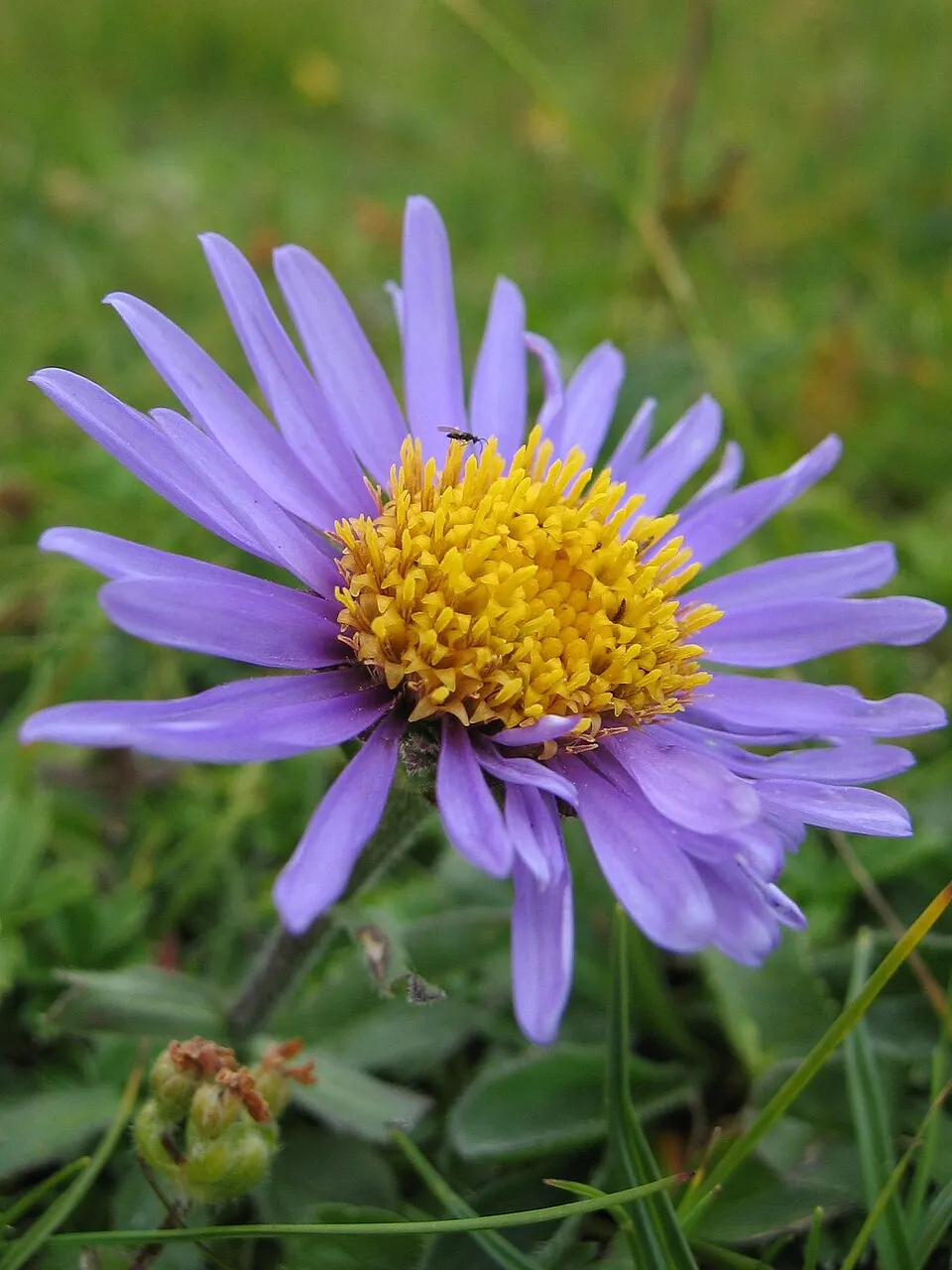 Havasi őszirózsa / Aster alpinus 'Pinkie'