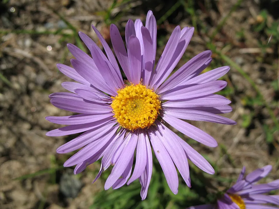 Havasi őszirózsa / Aster alpinus 'Pinkie'