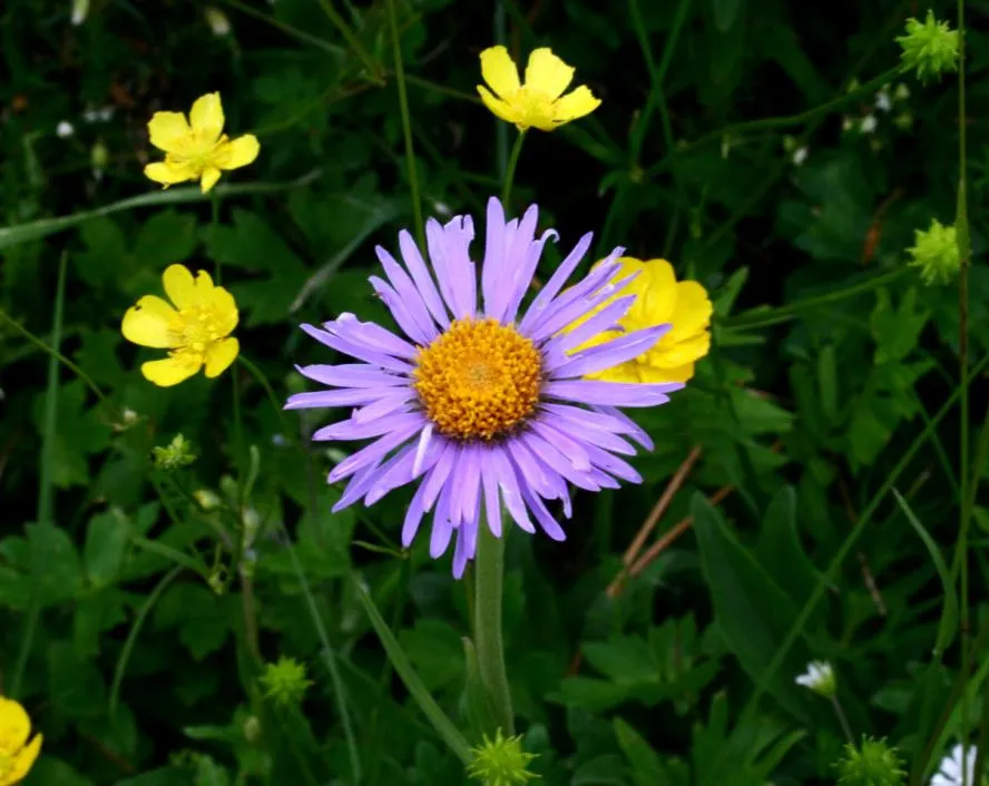 Havasi őszirózsa / Aster alpinus 'Pinkie'