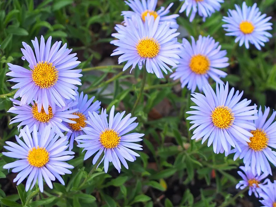 Havasi őszirózsa / Aster alpinus 'Pinkie'