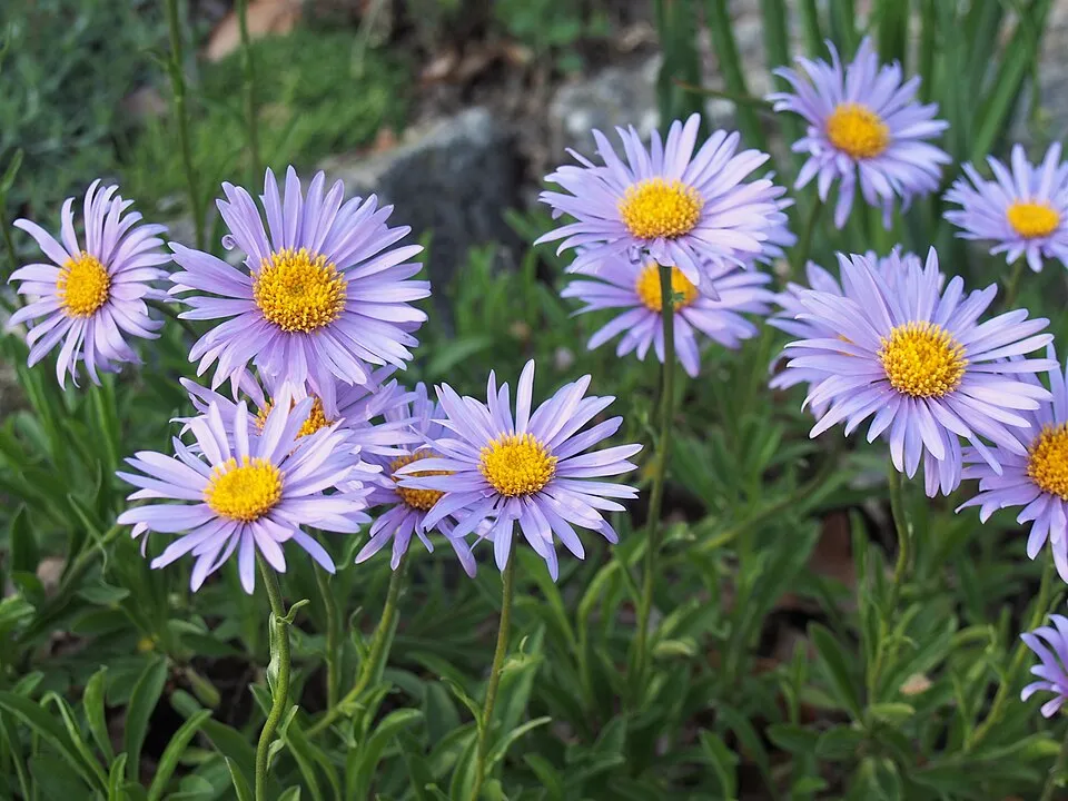 Havasi őszirózsa / Aster alpinus 'Pinkie'
