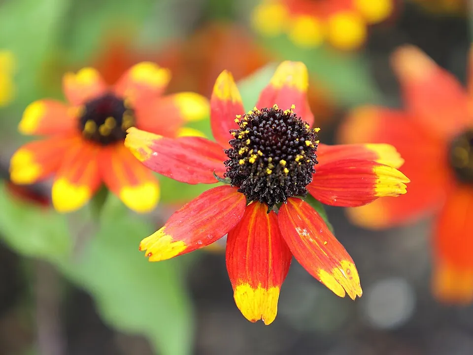 Kisfészkű kúpvirág / Rudbeckia triloba 'Prairie Glow'