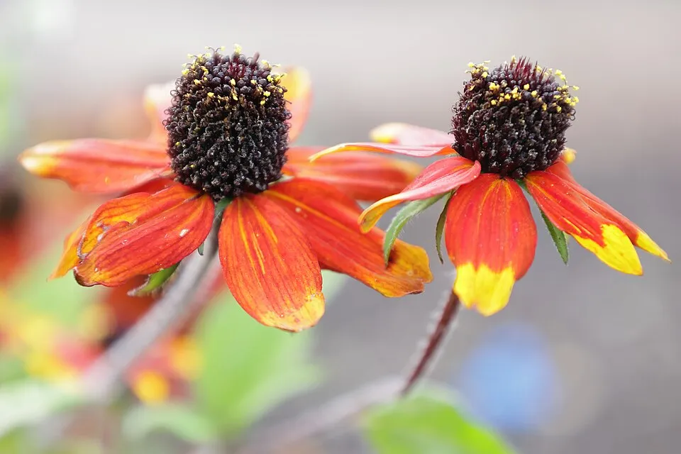 Kisfészkű kúpvirág / Rudbeckia triloba 'Prairie Glow'