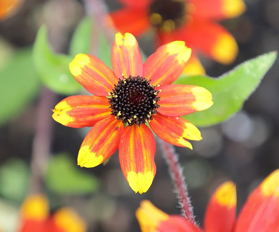 Kisfészkű kúpvirág / Rudbeckia triloba 'Prairie Glow'