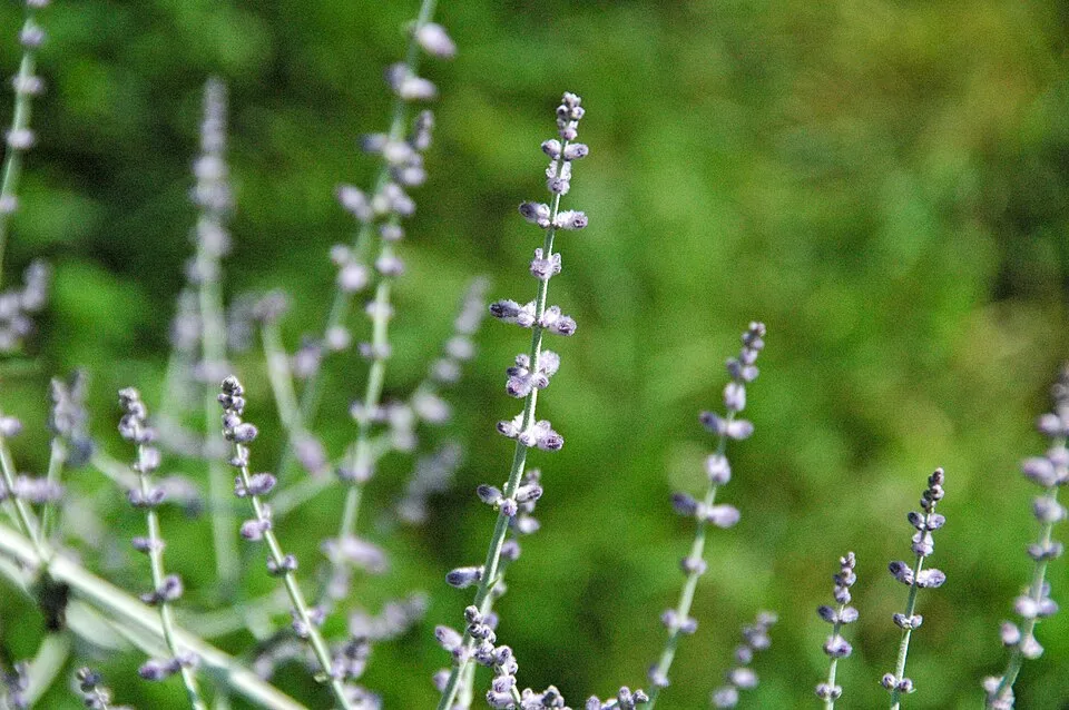 Zsálya / Salvia LIVING LARGE® 'Big Sky'