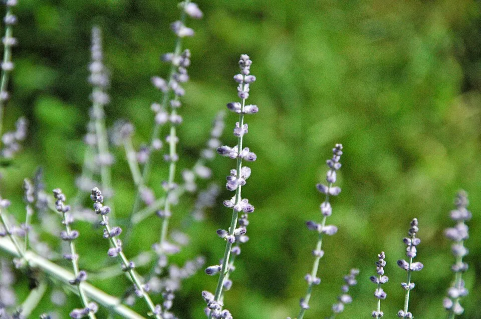 Zsálya / Salvia LIVING LARGE® 'Big Sky'