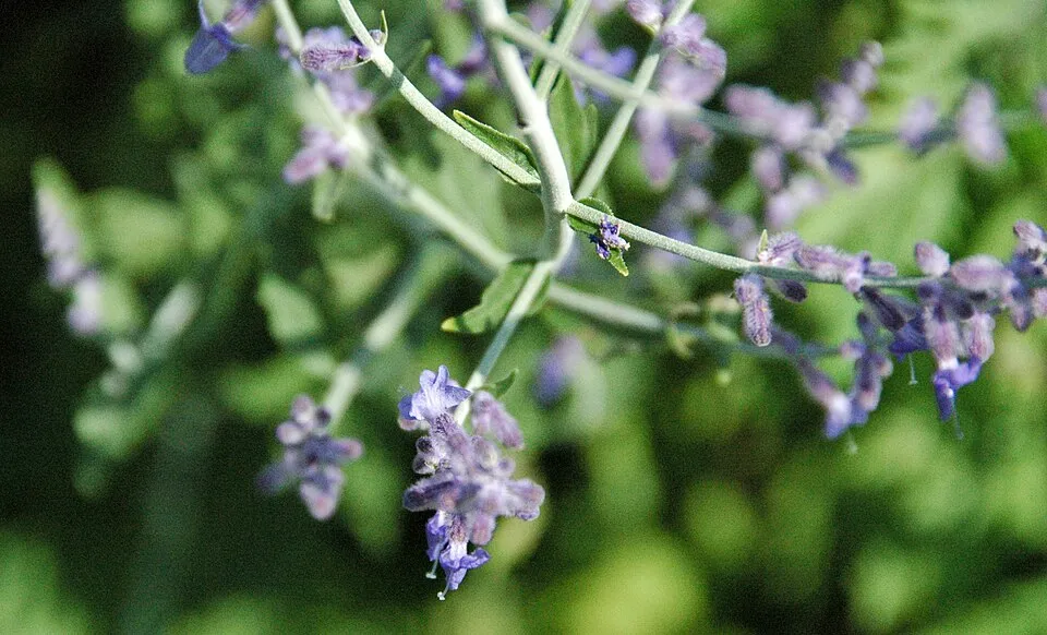 Zsálya / Salvia LIVING LARGE® 'Big Sky'