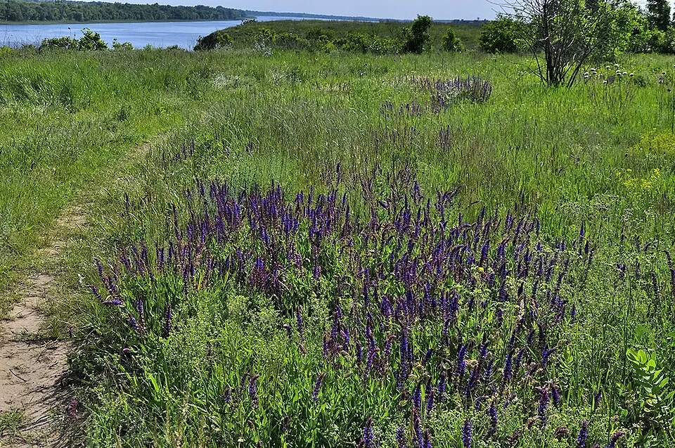 Zsálya / Salvia LIVING LARGE® 'Big Sky'
