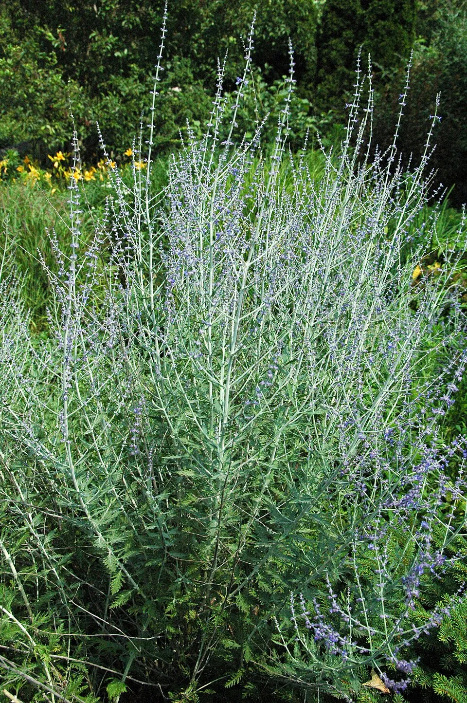 Zsálya / Salvia LIVING LARGE® 'Big Sky'