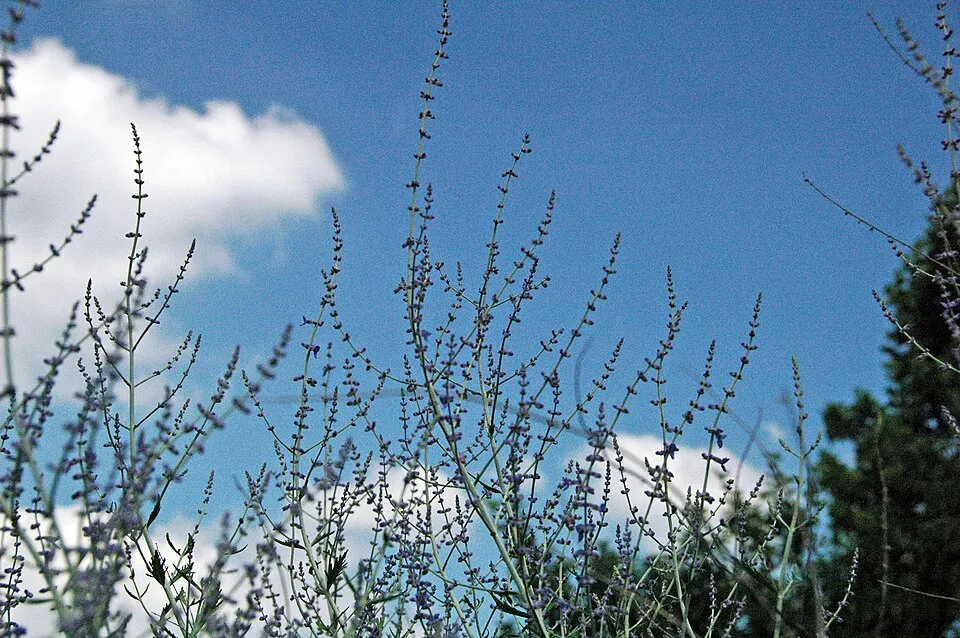 Zsálya / Salvia LIVING LARGE® 'Big Sky'