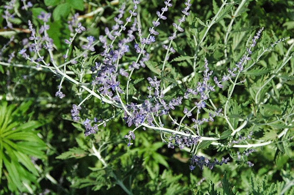 Zsálya / Salvia LIVING LARGE® 'Big Sky'