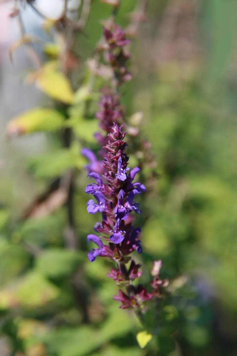 Ligeti zsálya / Salvia nemorosa 'Blue by You'