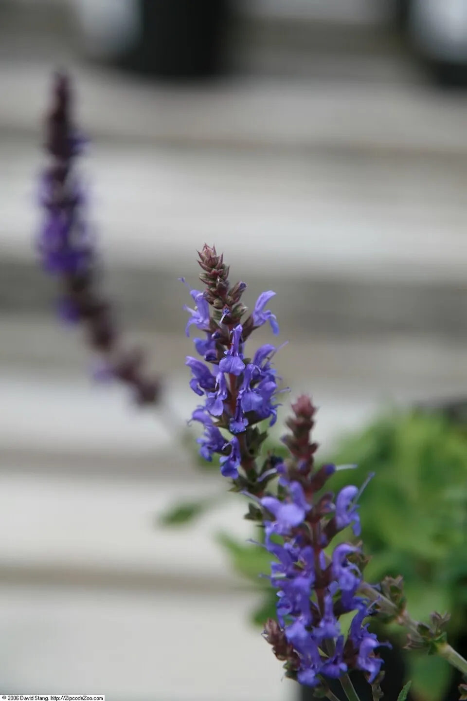 Ligeti zsálya / Salvia nemorosa 'Blue by You'