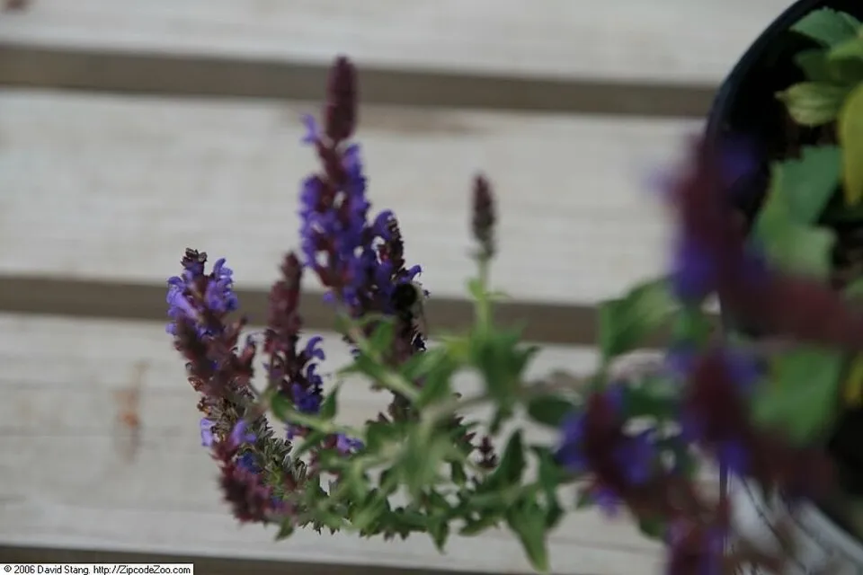Ligeti zsálya / Salvia nemorosa 'Blue by You'