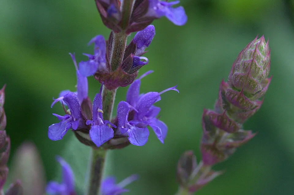 Ligeti zsálya / Salvia nemorosa 'Blue by You'